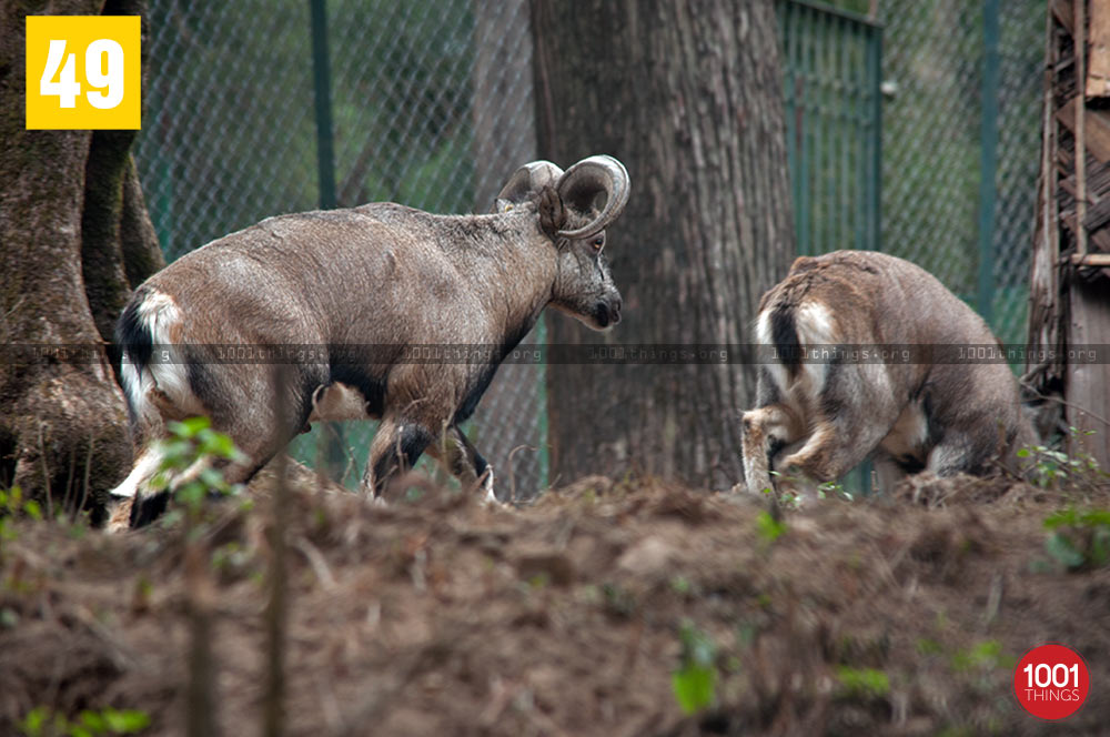 Deers at Deer Park, Kurseong