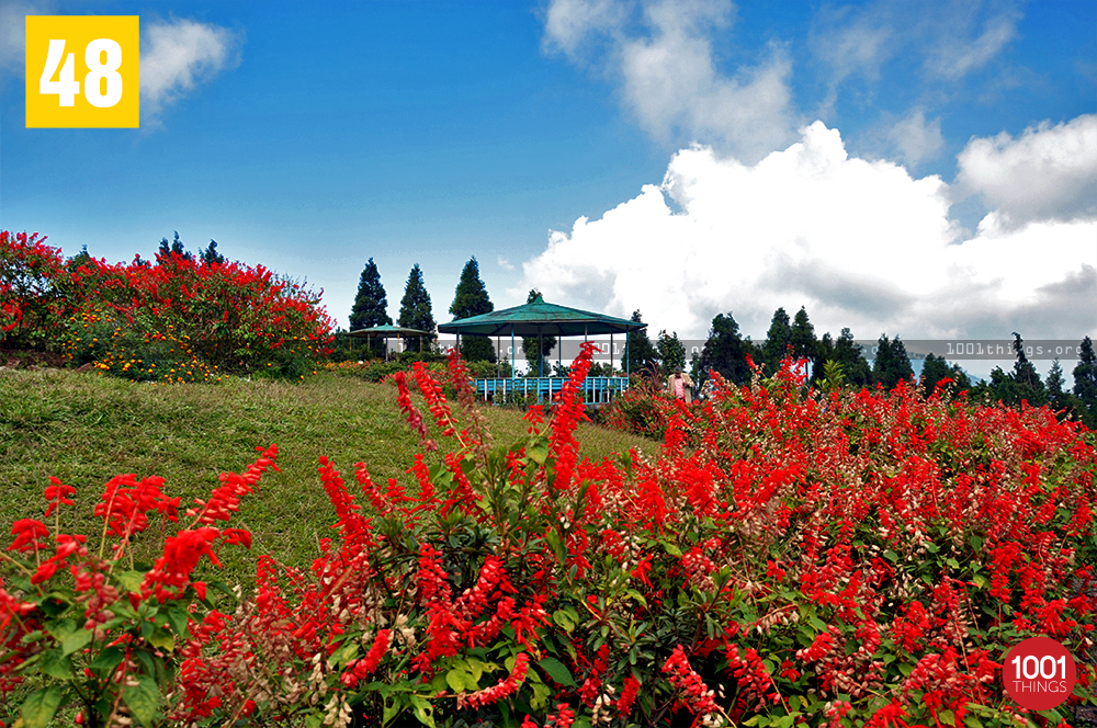 Flowers at Deolo, Kalimpong