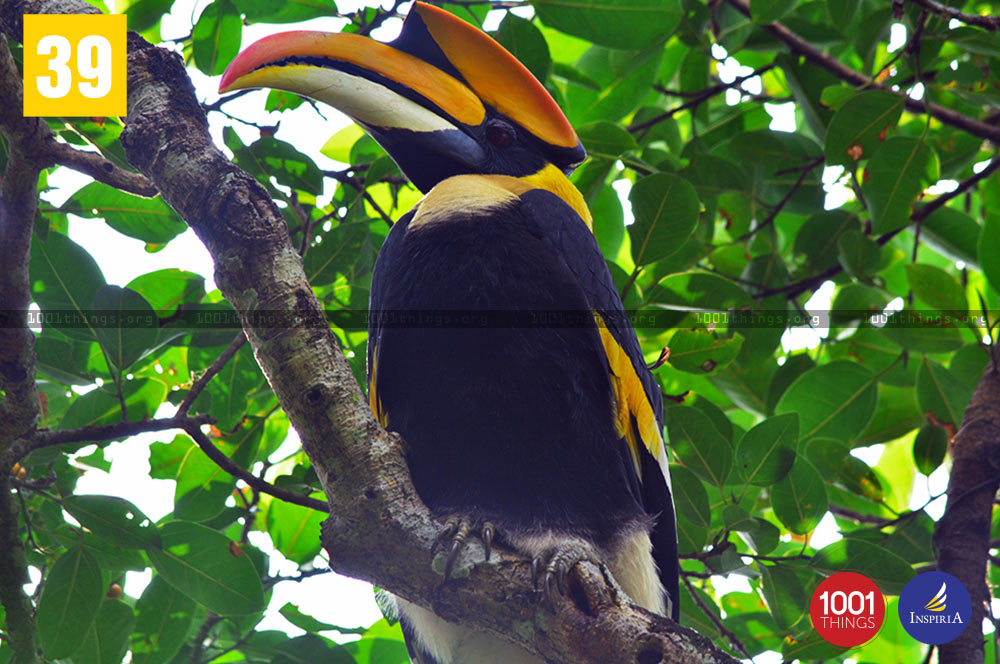 Greate Indian Hornbill at Buxa Tiger Reserve.