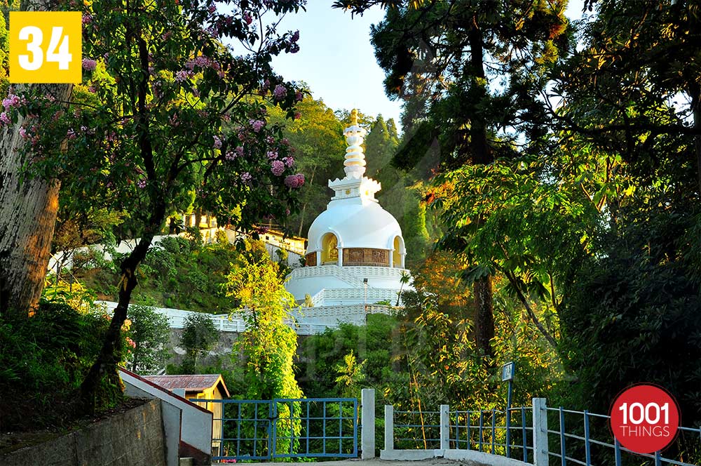 Greenary at Peace Pagoda in Darjeeling