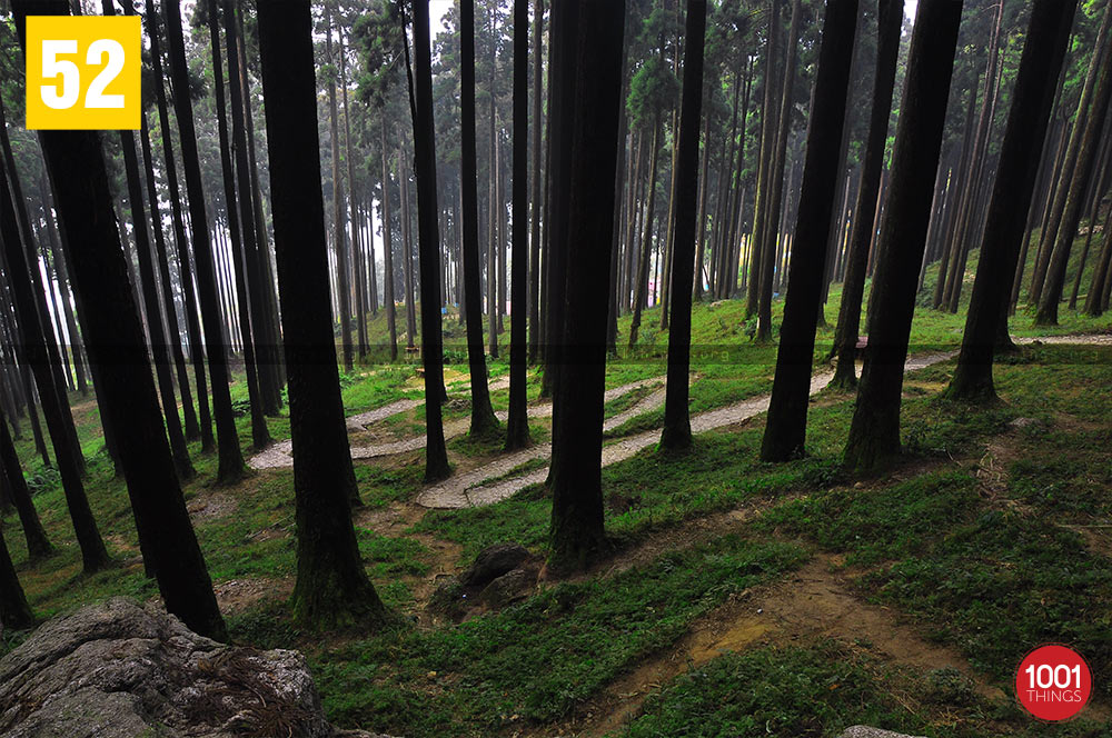 Lamahatta pine trees, Darjeeling