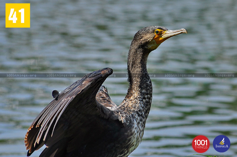 Large Cormorant at Mirik Lake, Darjeeling