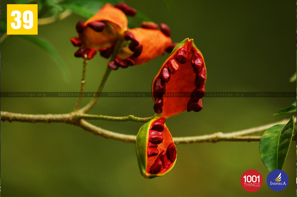 Tabernaemontana at Buxa Tiger Reserve.