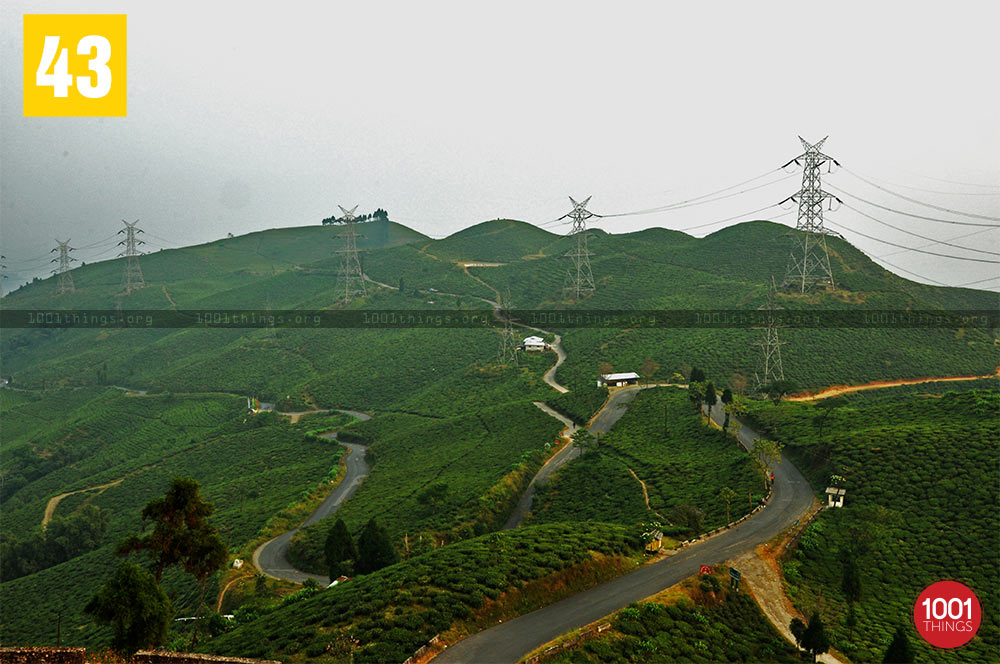 Tingling, Mirik Tea Garden