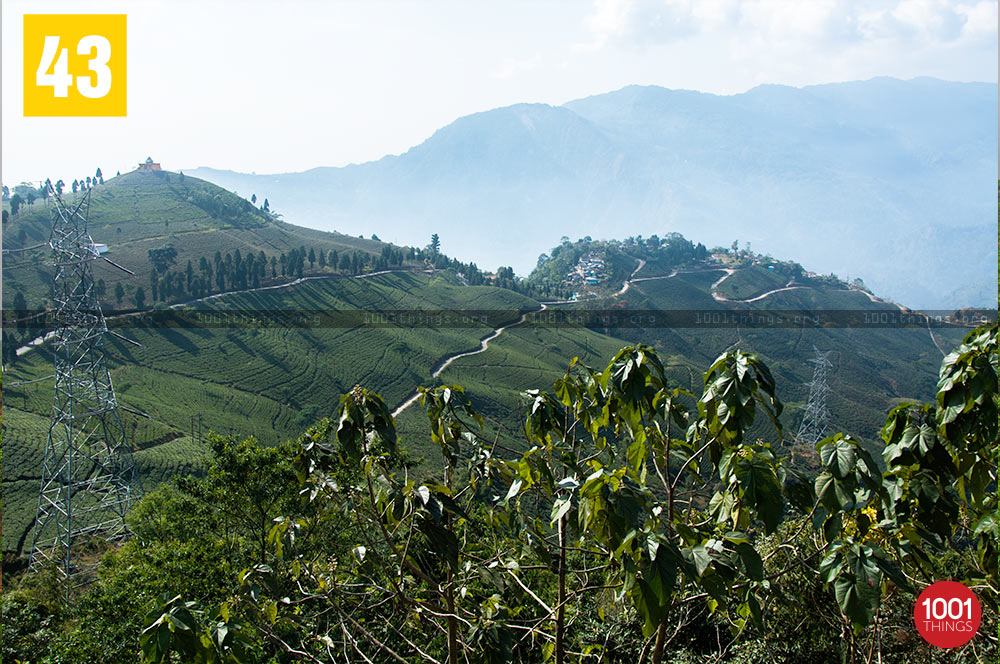 View of Tingling at Mirik Tea Garden