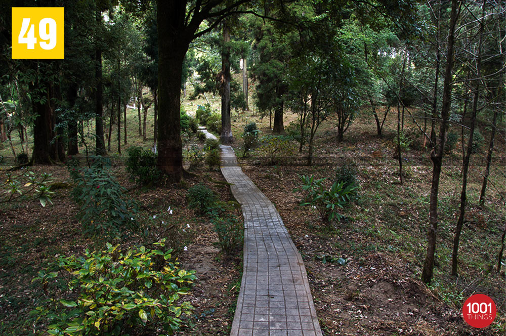 Walk way through Deer Park, Kurseong