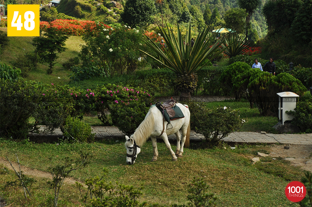 White horse at Deolo, Kalimpong
