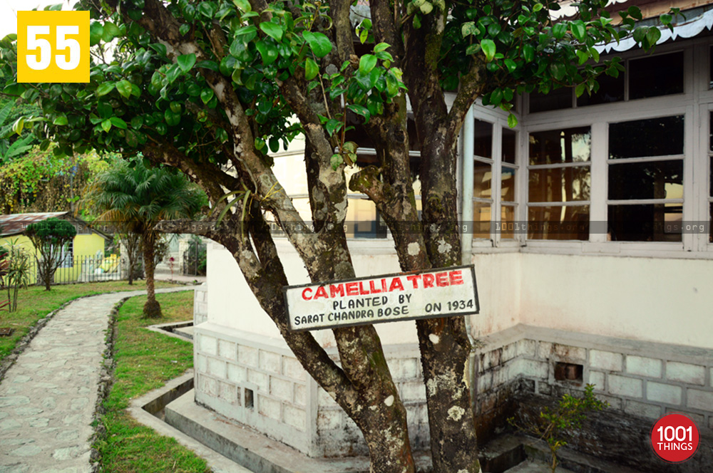 Camellia Tree at Netaji Museum, Kurseong