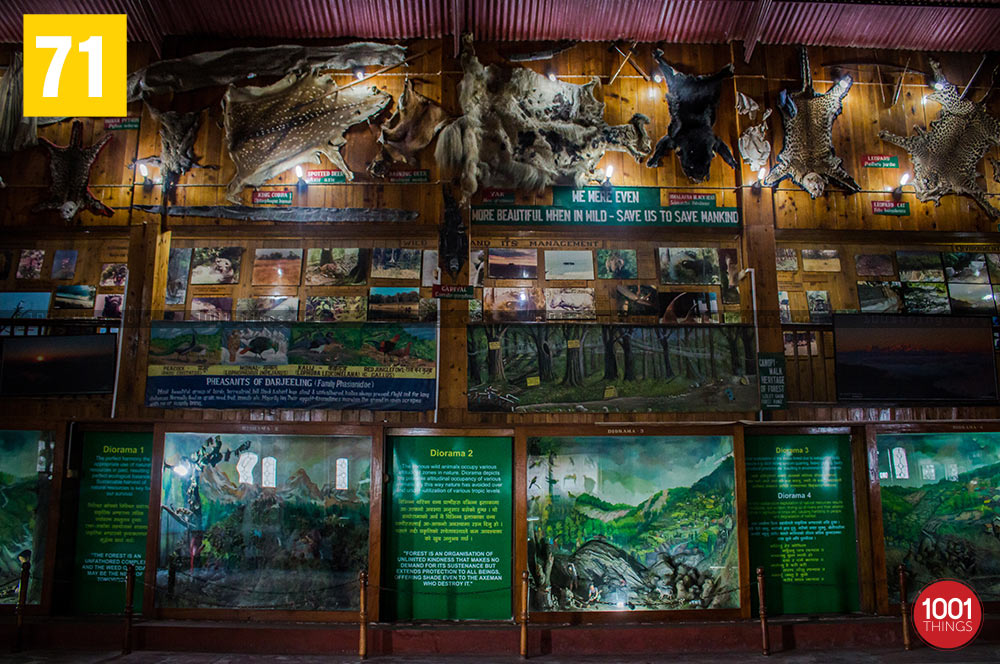 Animal skins at Nature Interpretation Centre, Kalimpong