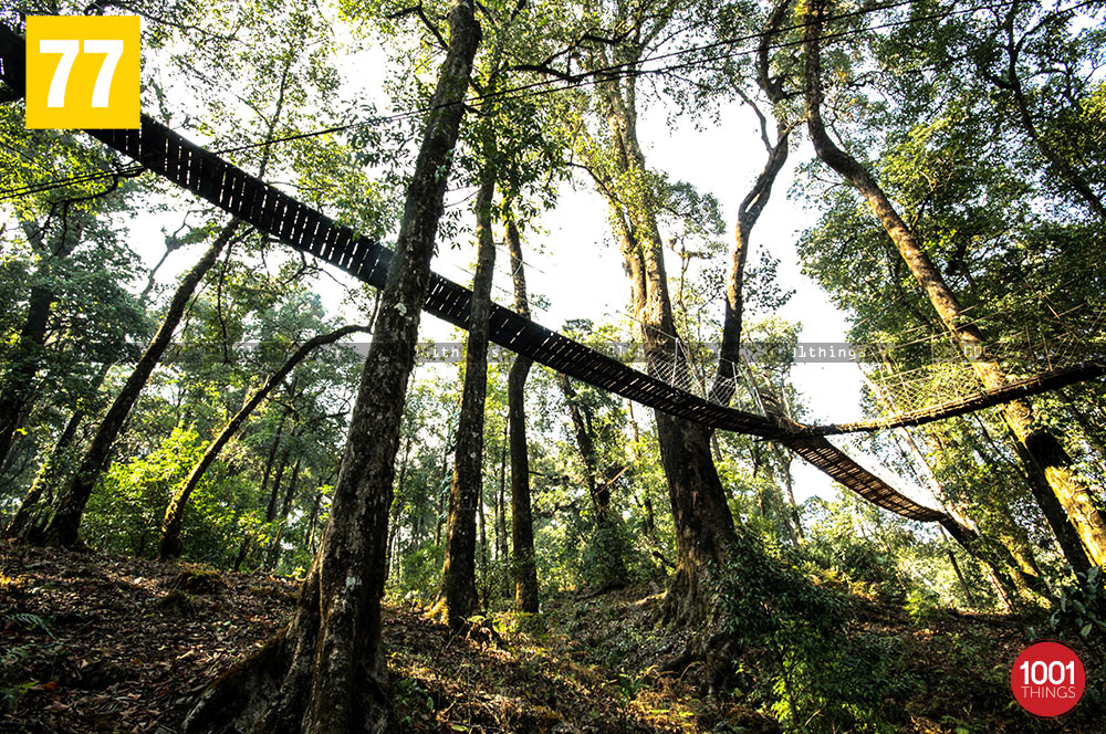 Below of Hanging bridge canopy walkway, lolegaon