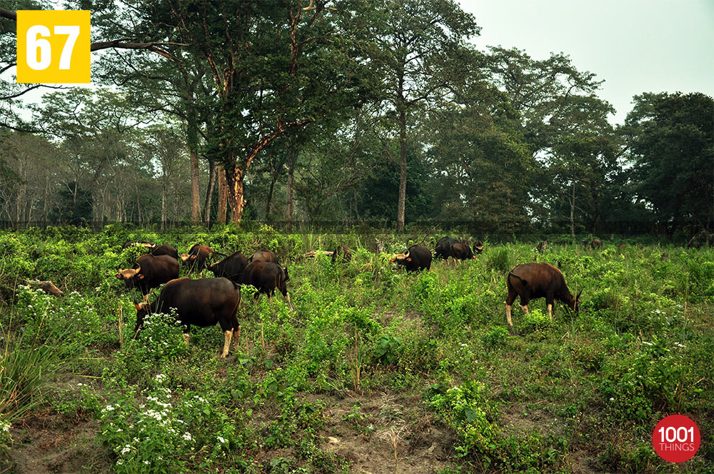 Bisons at Jaldapara National Park, Dooars