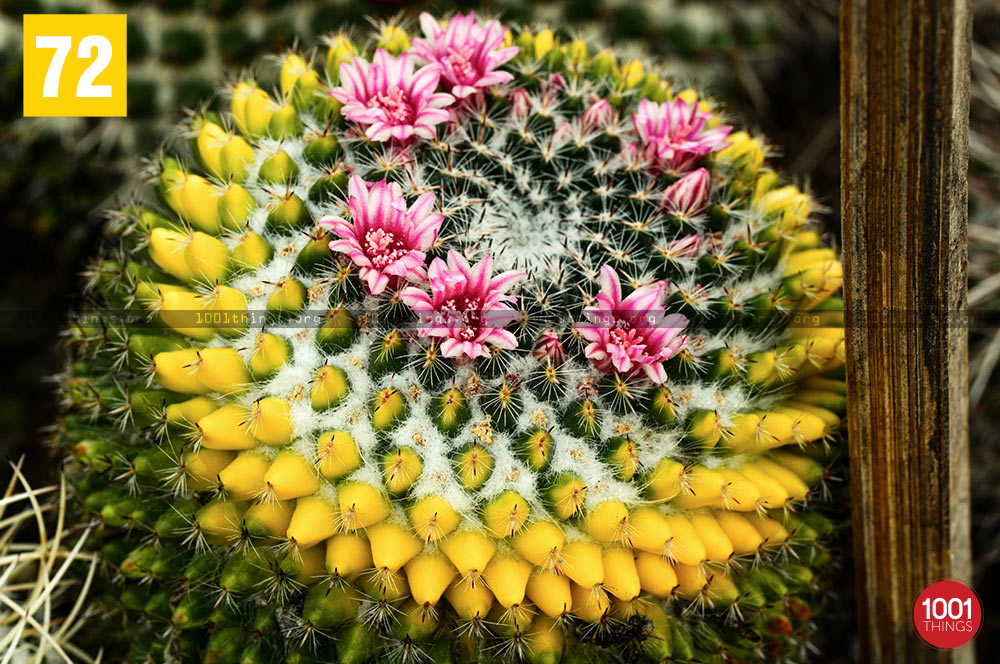 Cactus in Pine View Nursery, Kalimpong