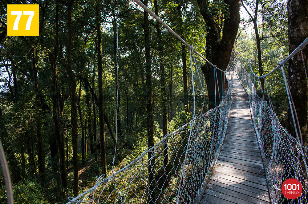 Dense forest at Hanging bridge, lolegaon