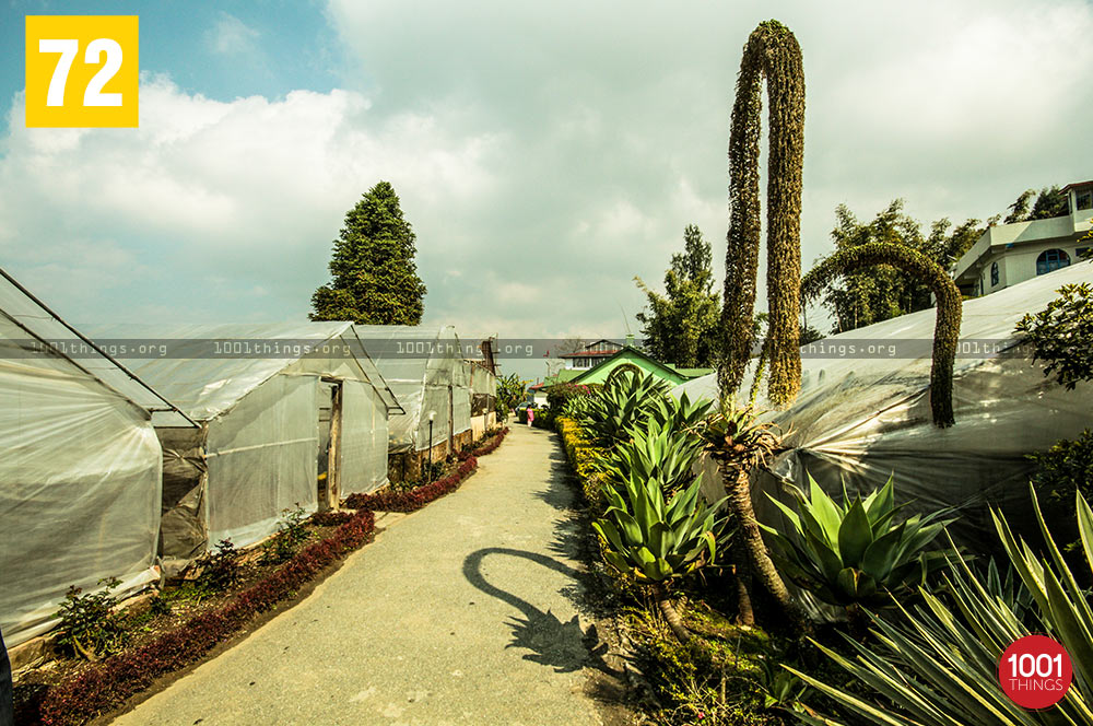 Green House at Pine View Nursery, Kalimpong