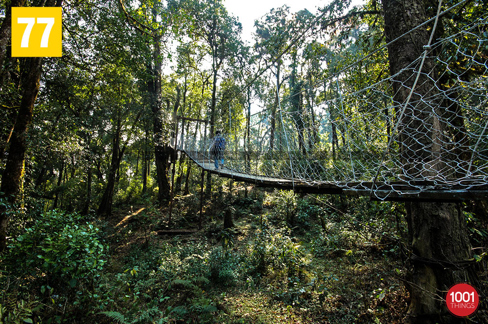 Greenary at Hanging bridge canopy walkway, lolegaon