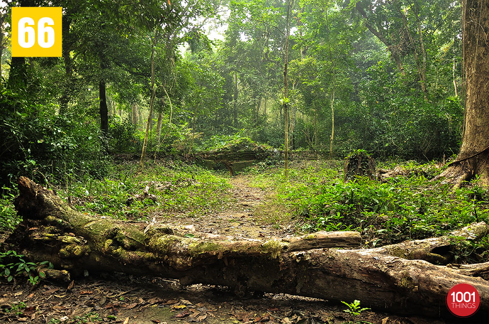 Nalraja Garh at Chilapata Forest