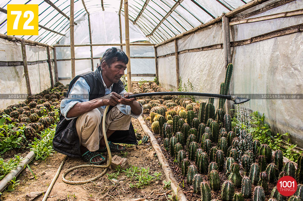 Worker watering cactus at Pine View Nursery, Kalimpong