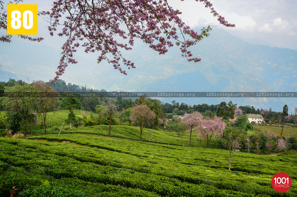 Beautiful view of Temi Tea Garden, Sikkim