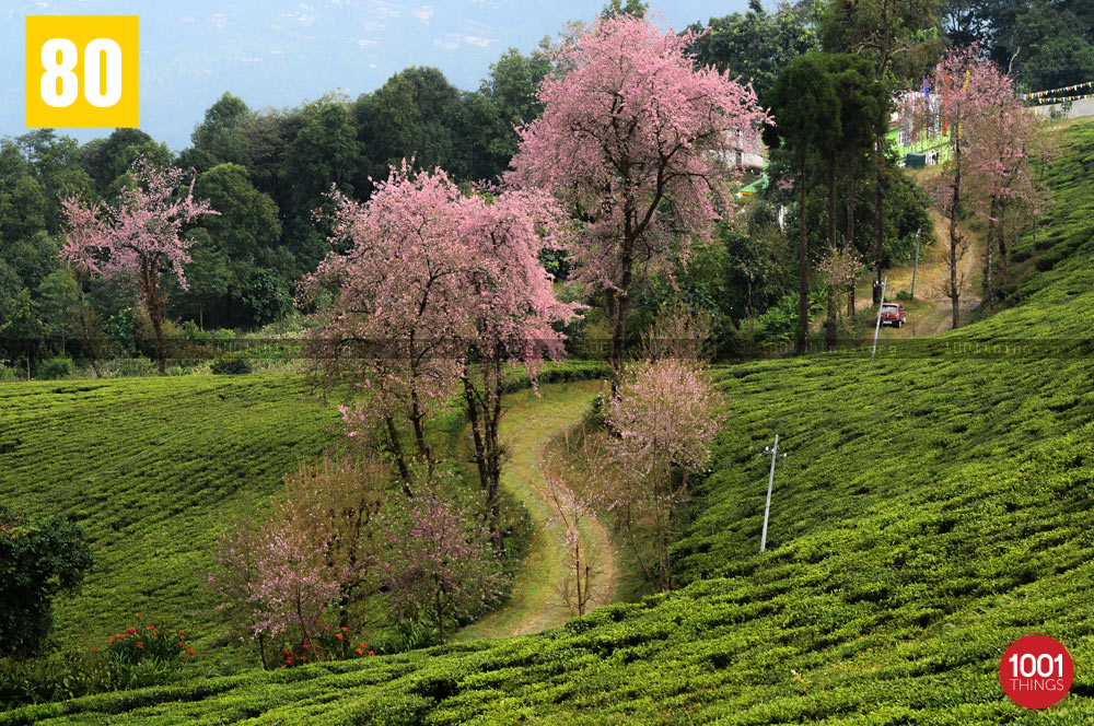 Cherry blossom at Temi Tea Garden, Sikkim