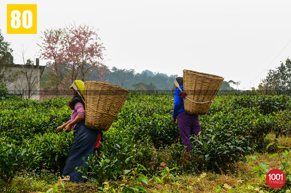 Tea pluckers at Temi Tea Garden, Sikkim