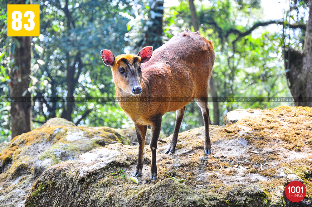 Barking Deer at The Padmaja Naidu Himalayan Zoological Park