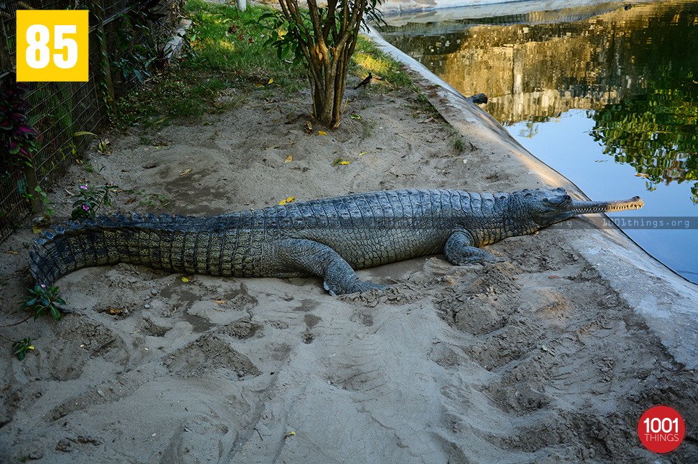 Crocodile at Crocodile Farm, Phuentsholing, Bhutan