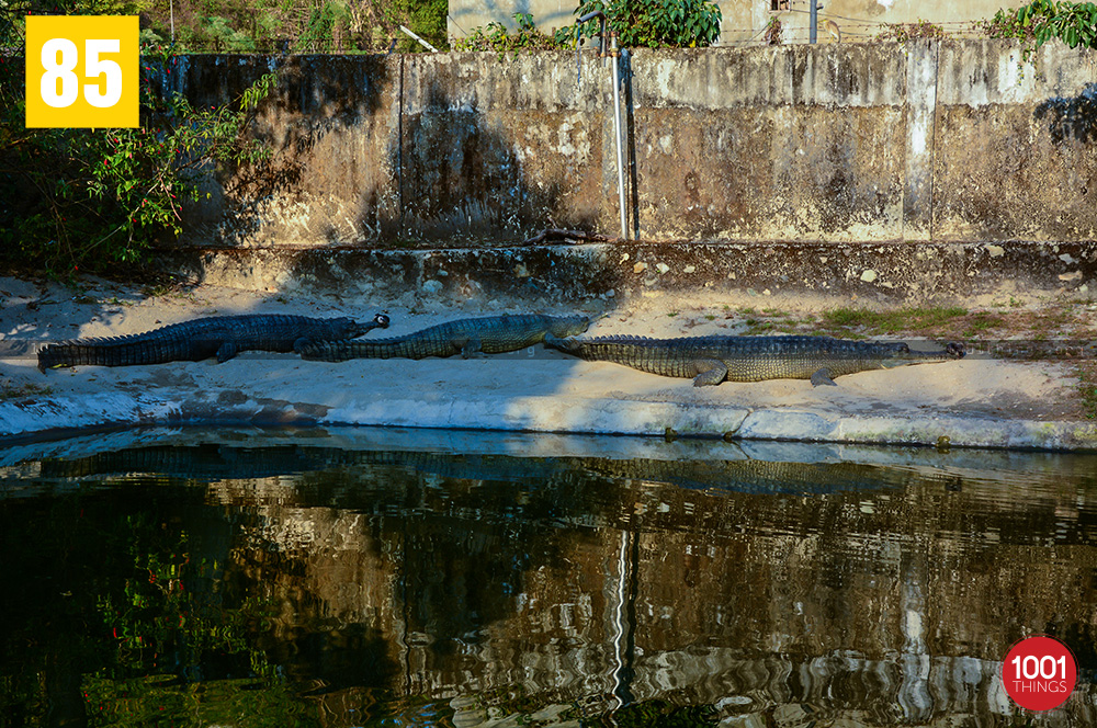 Resting Crocodiles at Crocodile Farm, Phuentsholing, Bhutan