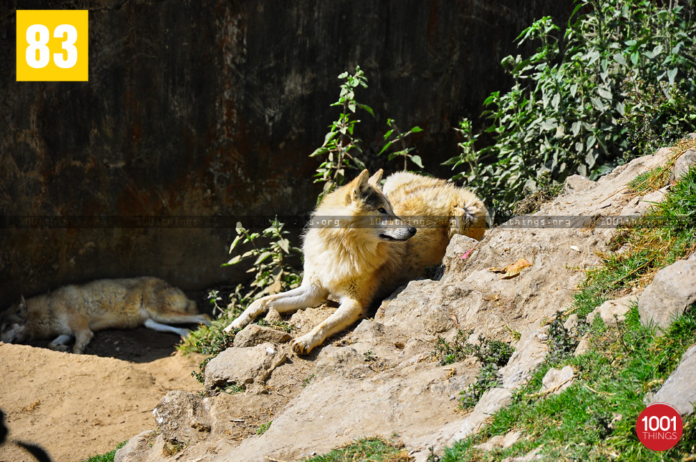 Tibetan Wolf at The Padmaja Naidu Himalayan Zoological Park