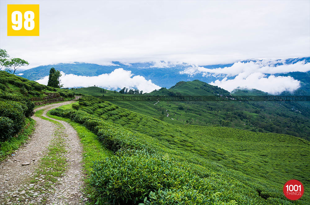 Tea Gardens at Teesta Valley Durpin Dara Image