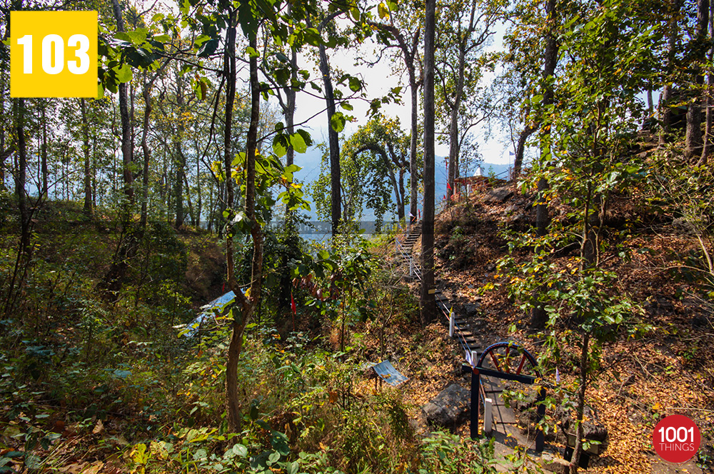 Forest at 3rd Mile Mandir, Kalimpong