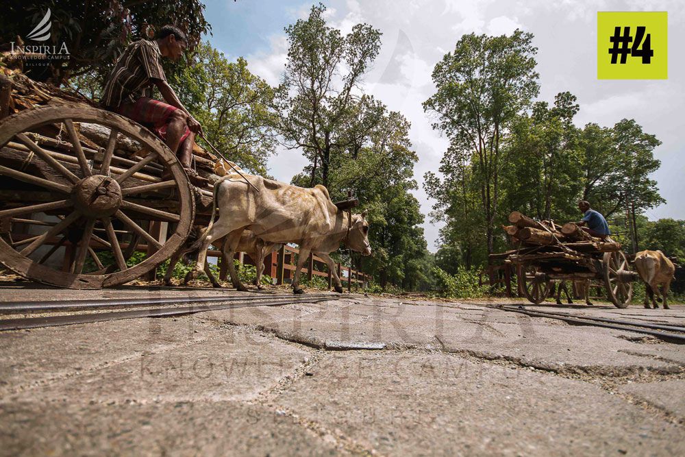 gorumara national park near life