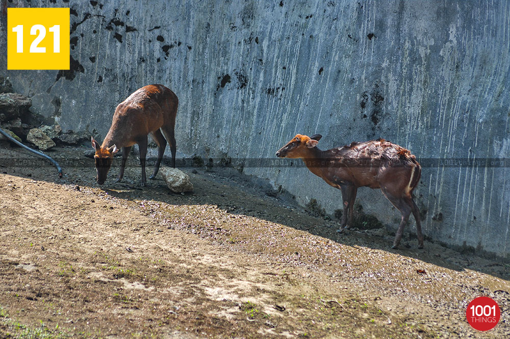 Barking-deer