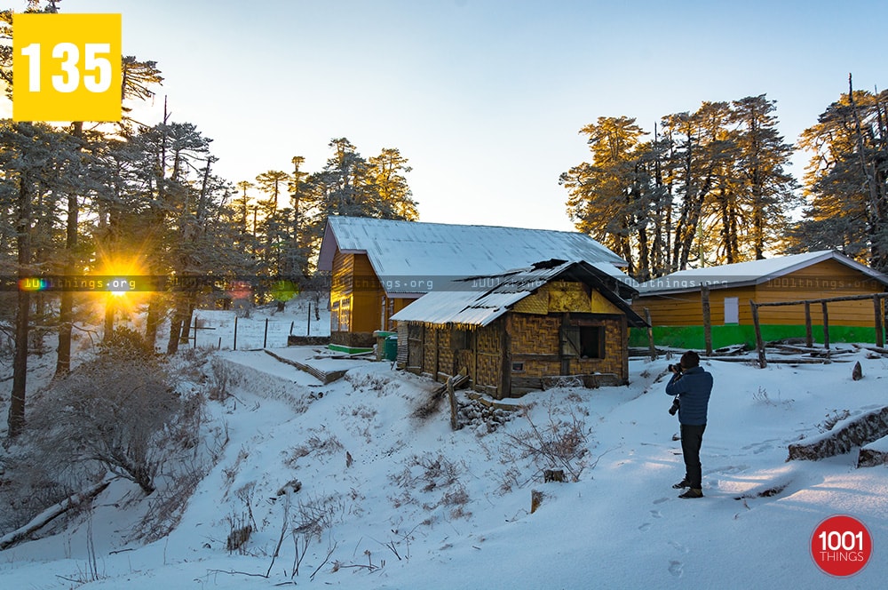 Sabargram and Molley, Darjeeling