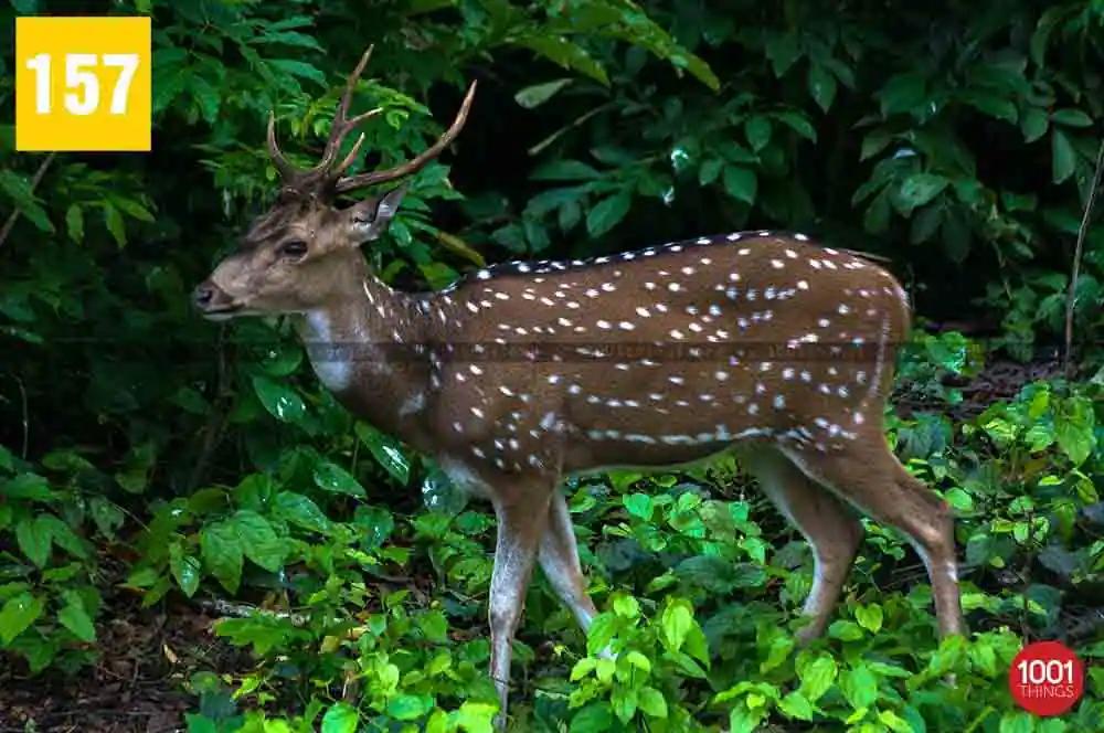 deer in Adina