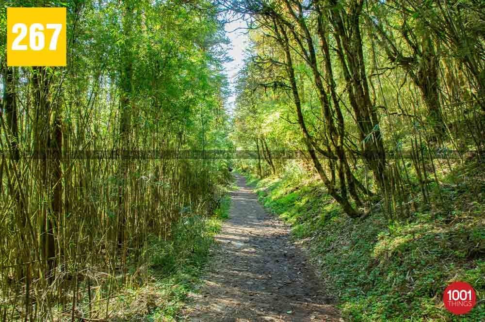 Barsey Rhododendron Sanctuary