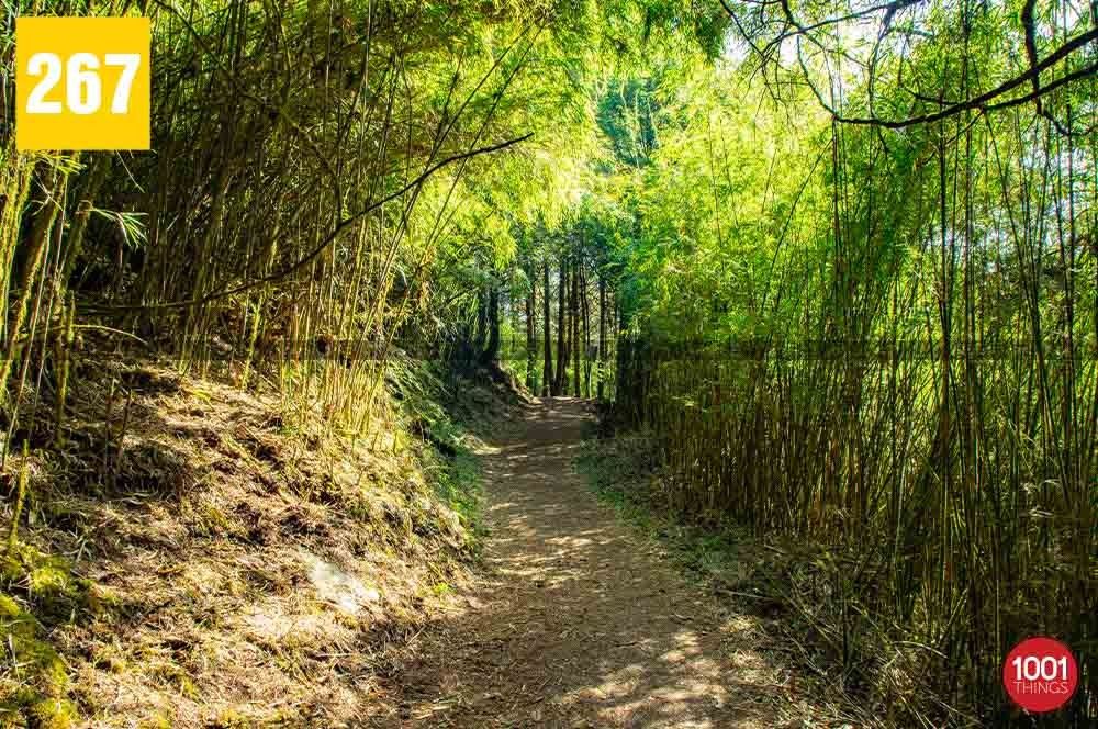 Barsey Rhododendron Sanctuary