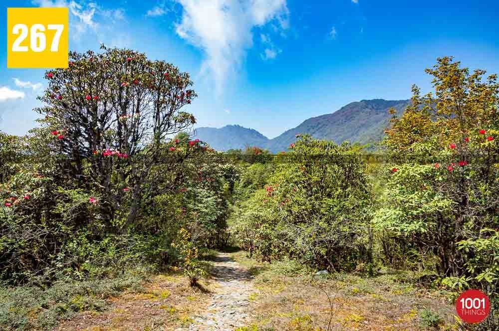 Barsey Rhododendron Sanctuary