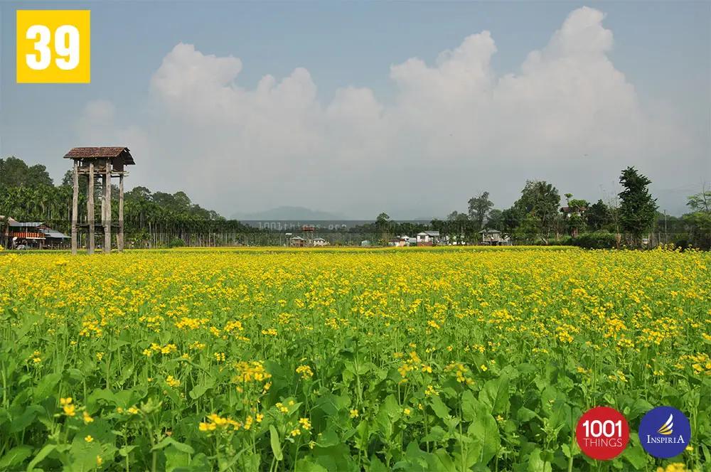 Mustard Field at Buxa Tiger Reserve Dooars