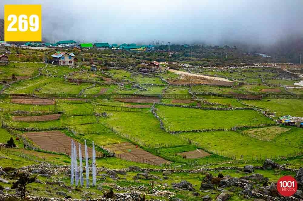 Chopta Valley, North Sikkim