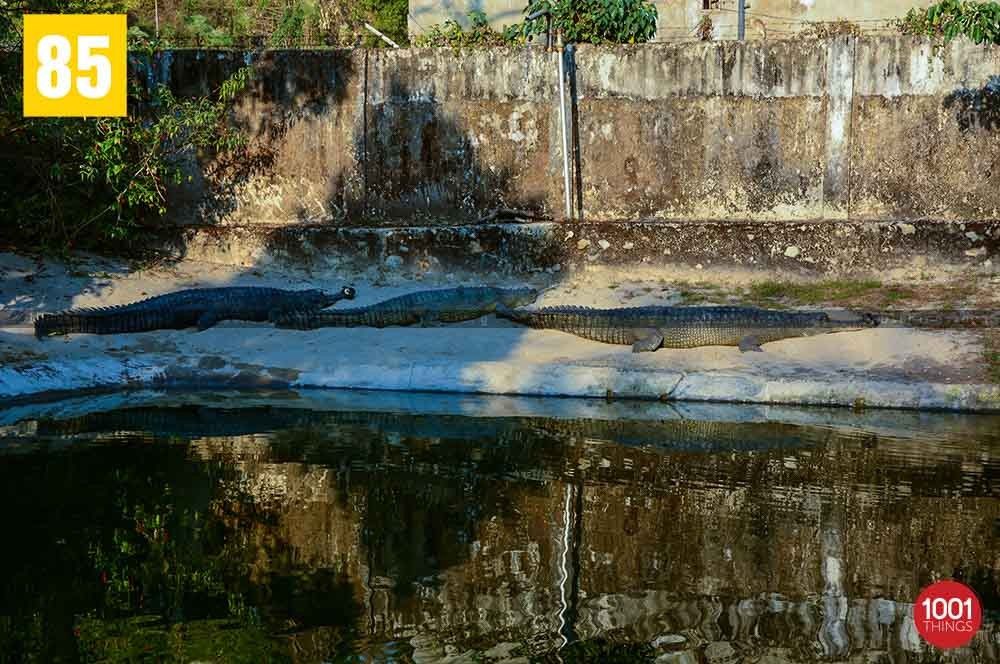 Resting Crocodiles at Crocodile Farm, Phuentsholing, Bhutan
