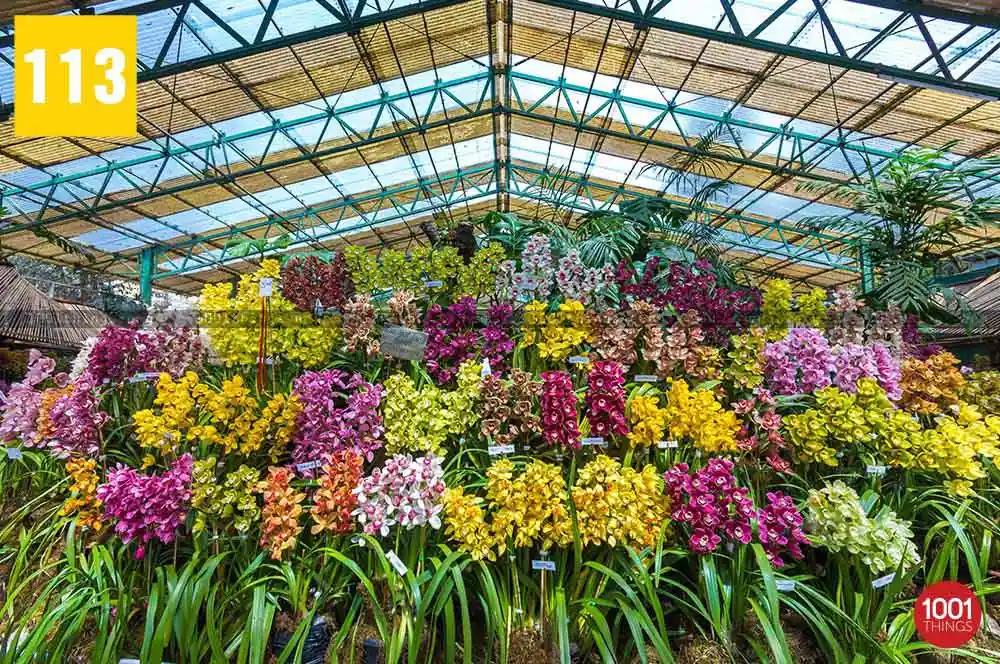 Different species of orchid at flower exhibition centre