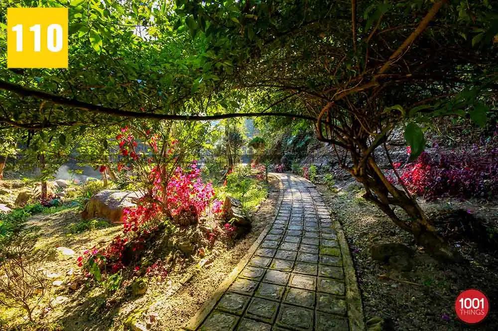 Gangamaya Park, Darjeeling — beautiful walkways through the bushes