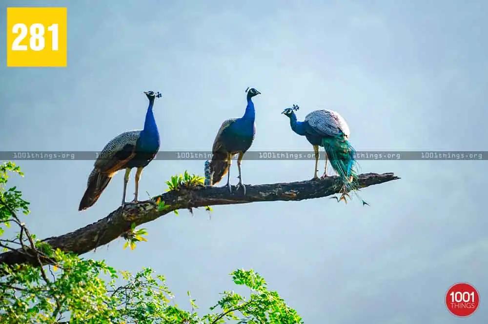 Rongtong to Shiva Khola