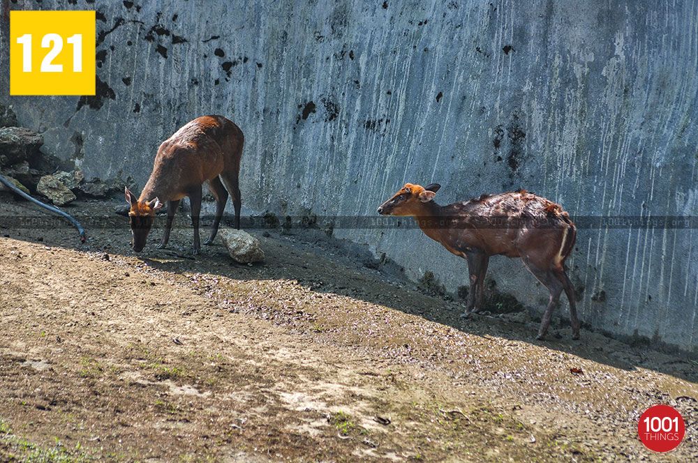 Barking deer, Himalayan Zoological Park