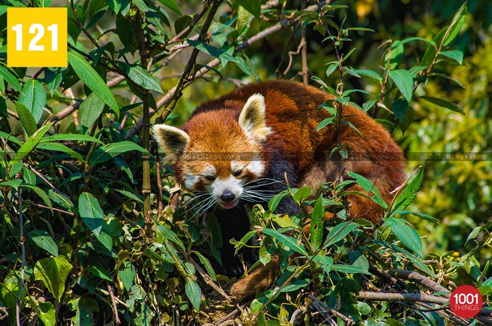 Red panda, Himalayan Zoological Park