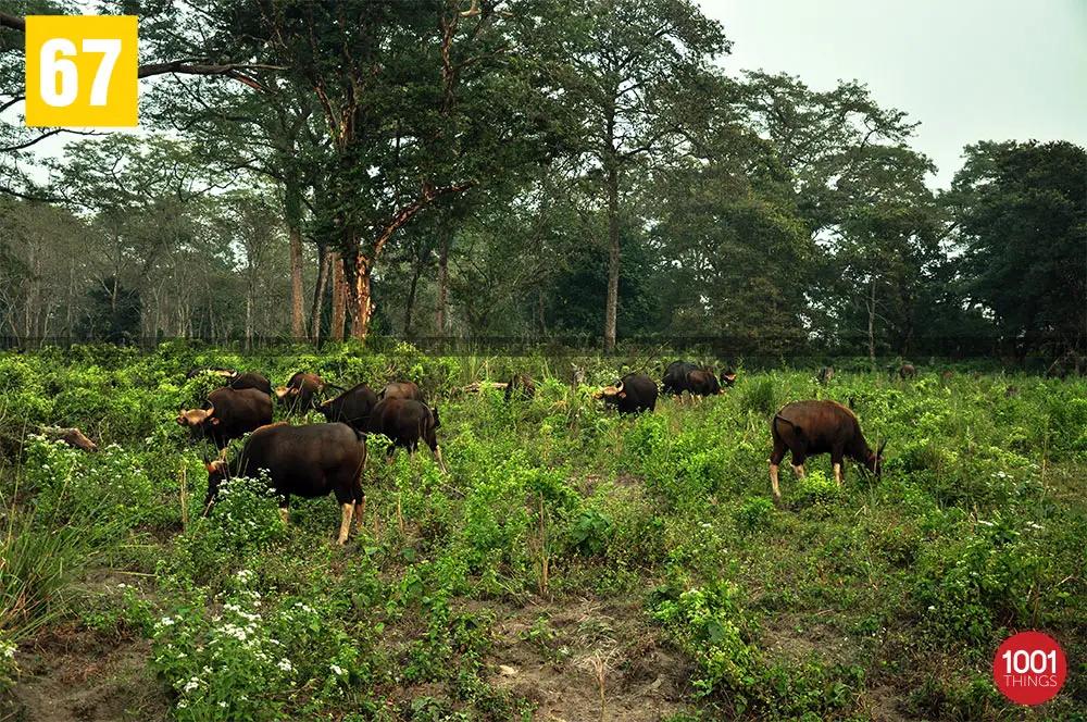 Bisons at Jaldapara National Park Dooars
