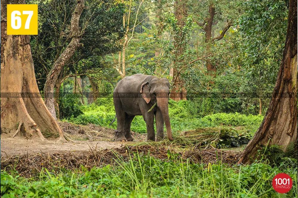 Elephant at Jaldapara National Park Dooars