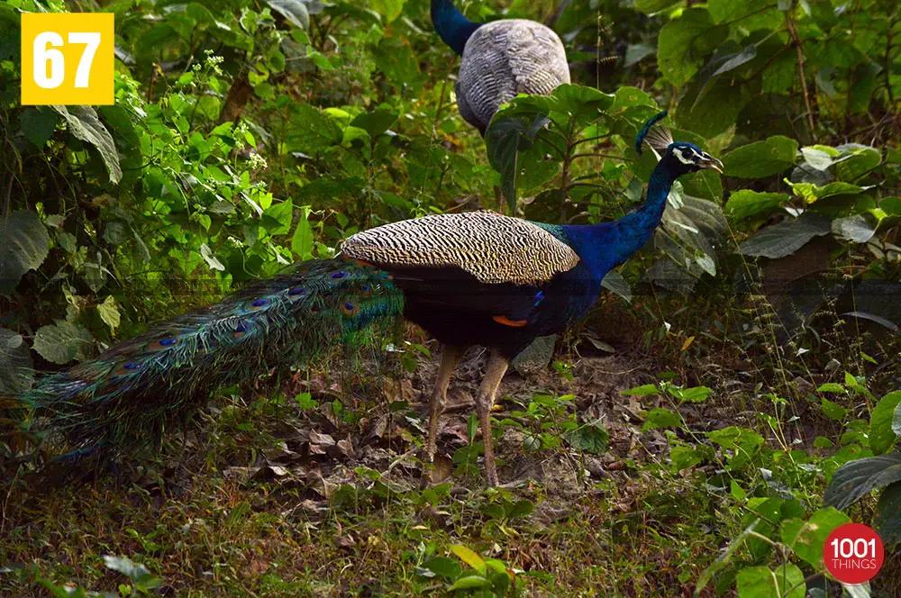 Peacock at Jaldapara National Park Dooars