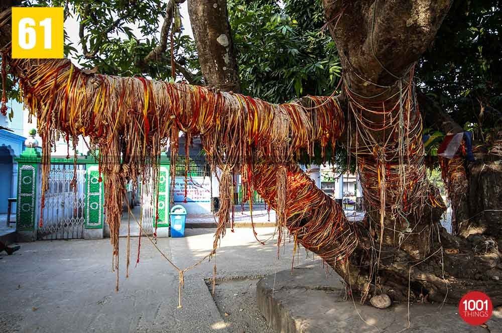 Sacred Tree at Jalpesh Temple, Jalpaiguri