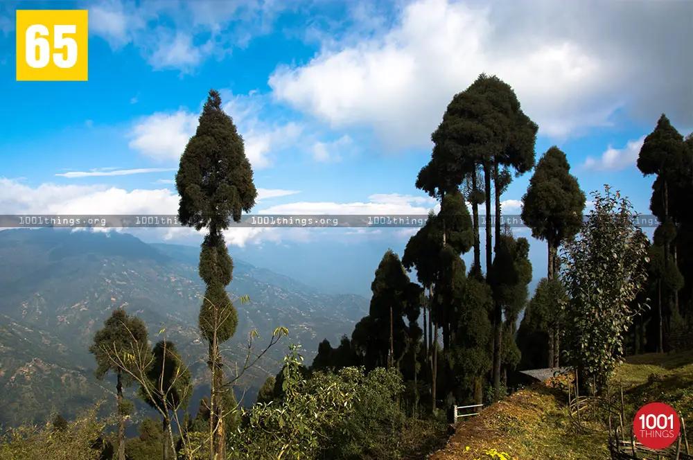 Pine Trees at Jorepokhri Darjeeling